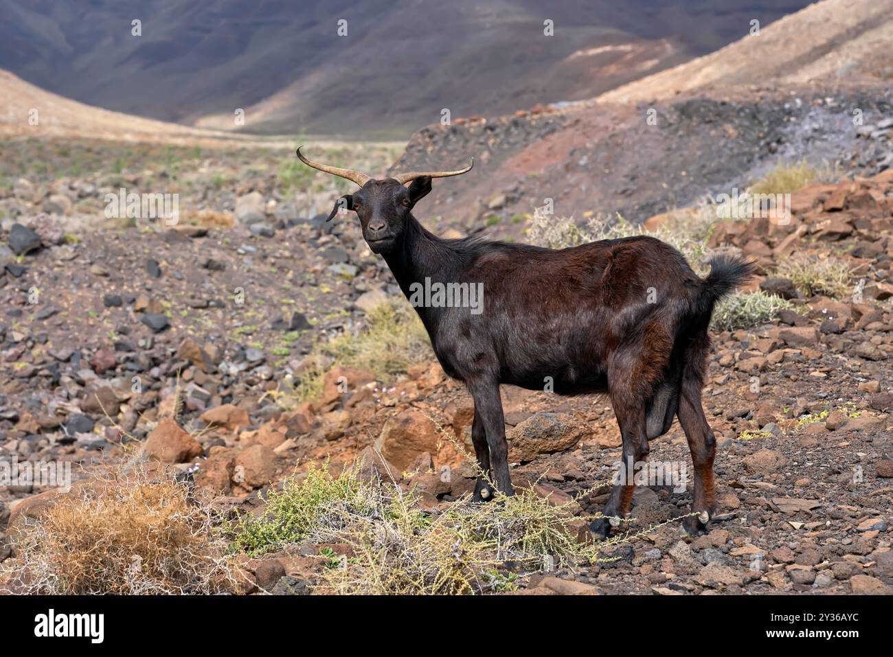 Chèvre femelle brun foncé, cornée regardant la caméra avec la tête tournée Banque D'Images