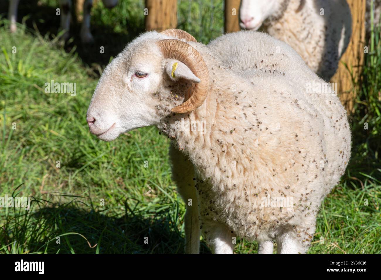 Mouton des bois à face blanche, race rare, couvert de graines d'agrimony adhérentes après avoir pâti dans un pré de fleurs sauvages, Hampshire, Angleterre, Royaume-Uni. Dispersion de graines Banque D'Images