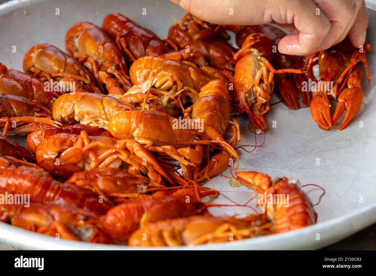 Une vue rapprochée d'un plateau rempli de langoustes cuites, mettant en valeur leur couleur orange vif et leurs détails. Une main est vue ramasser un des crawfs Banque D'Images