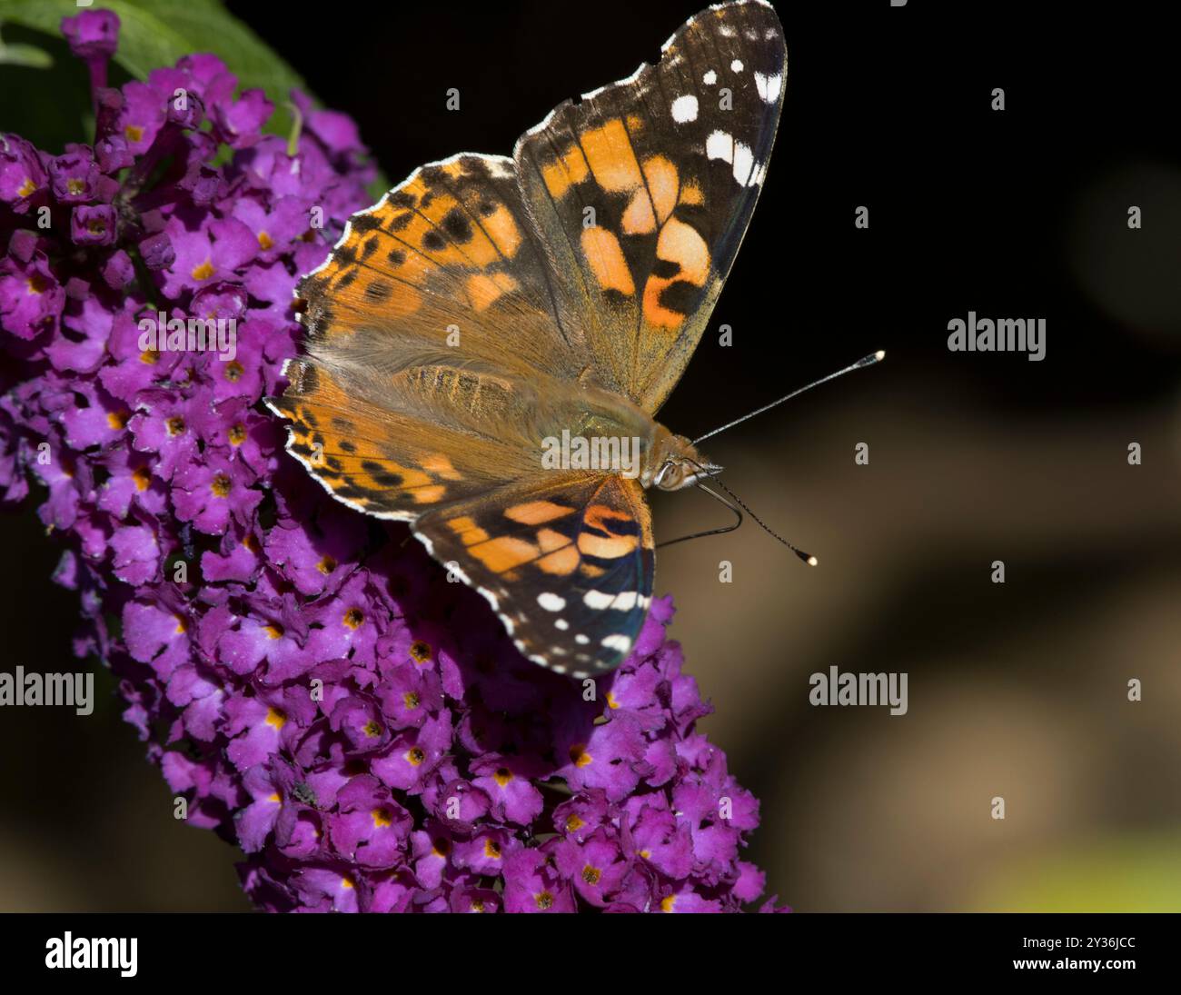 Peint Lady Butterfly Vanessa cardui sur Purple Buddleia davidii Banque D'Images