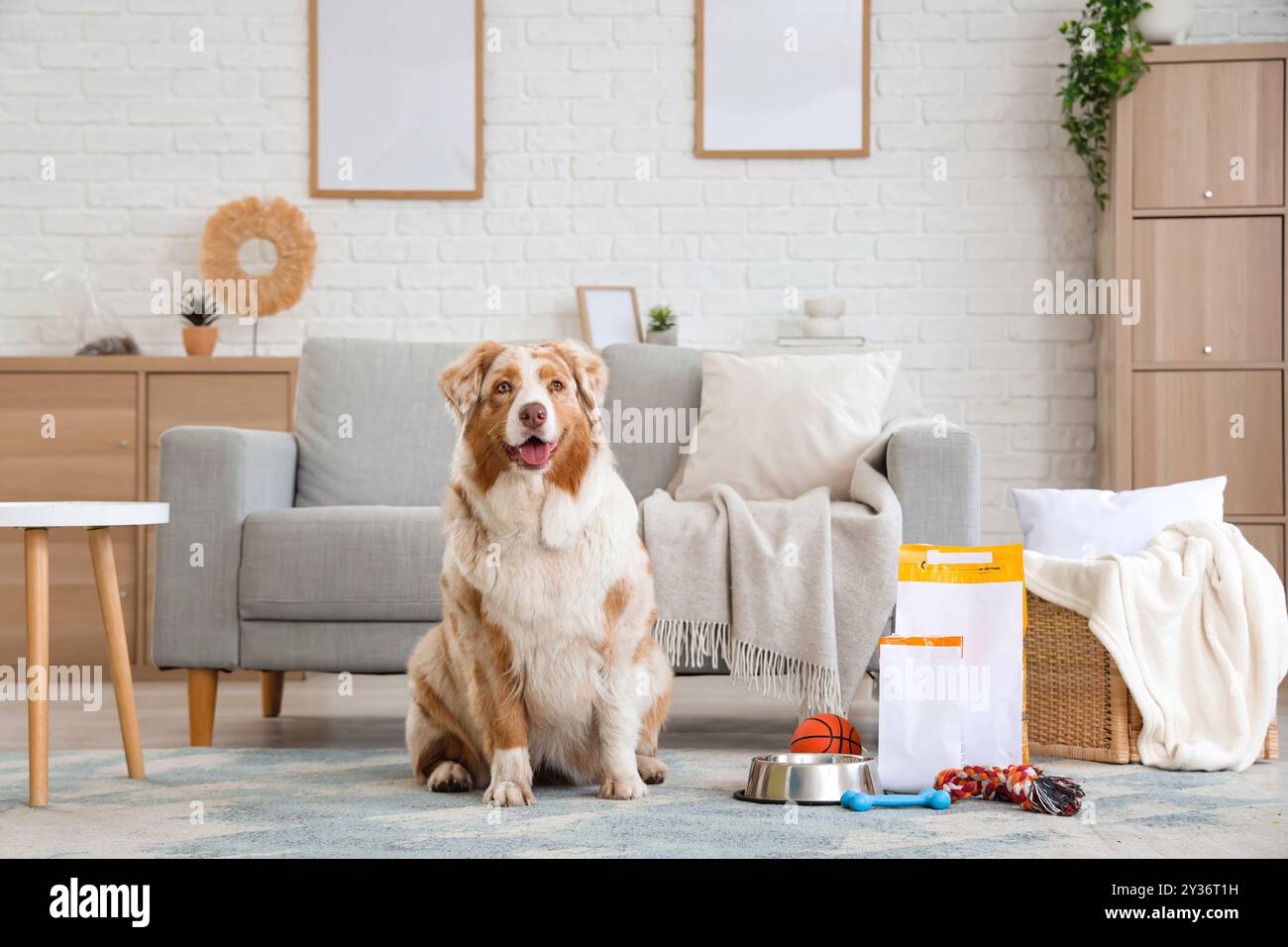 Chien berger australien mignon avec jouets, bol et nourriture savoureuse pour animaux domestiques à la maison Banque D'Images