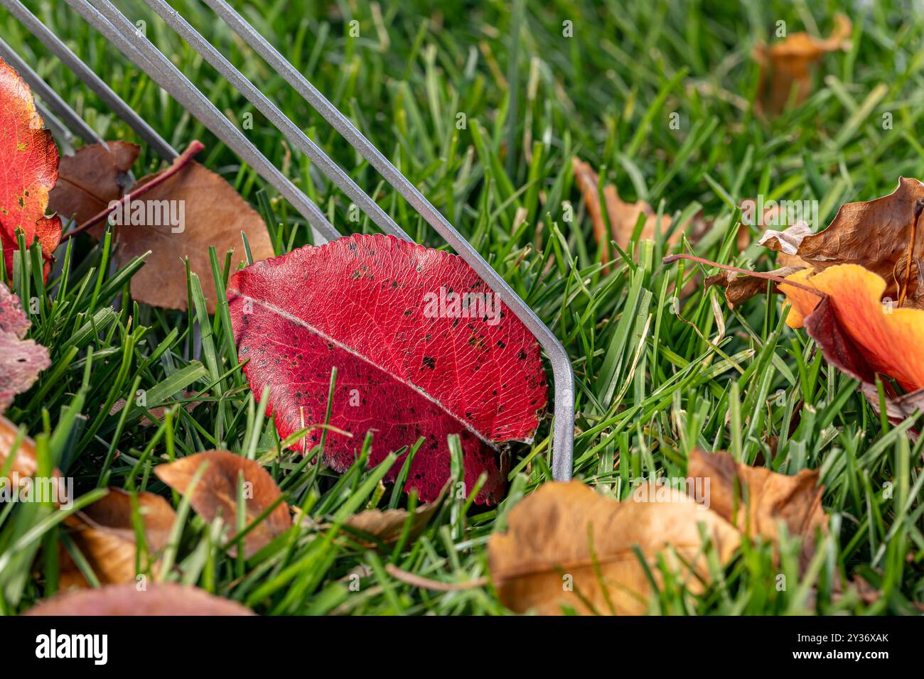 Ratissage des feuilles dans la cour pendant l'automne. Lawncare, nettoyage de pelouse et concept d'élimination des feuilles. Banque D'Images