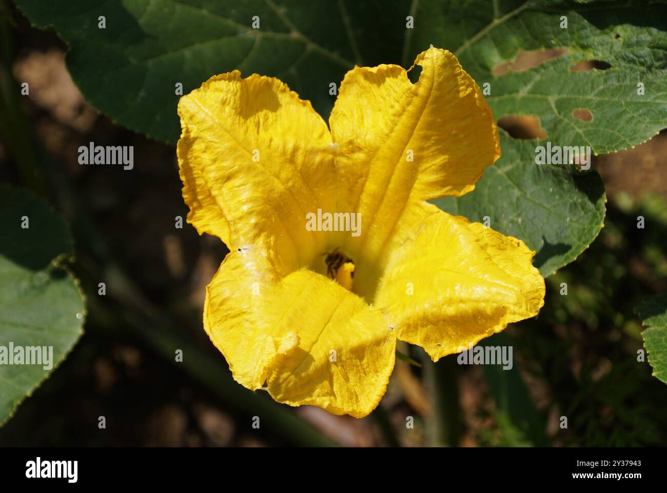 La fleur jaune vif de la courge d'hiver 'Lodi', également connue sous le nom scientifique Cucurbita moschata Banque D'Images