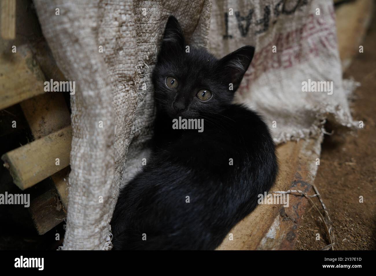 Chaton errant regardant dans la caméra alors qu'il était allongé sur les ordures ménagères dans une petite ville rurale en Indonésie Banque D'Images