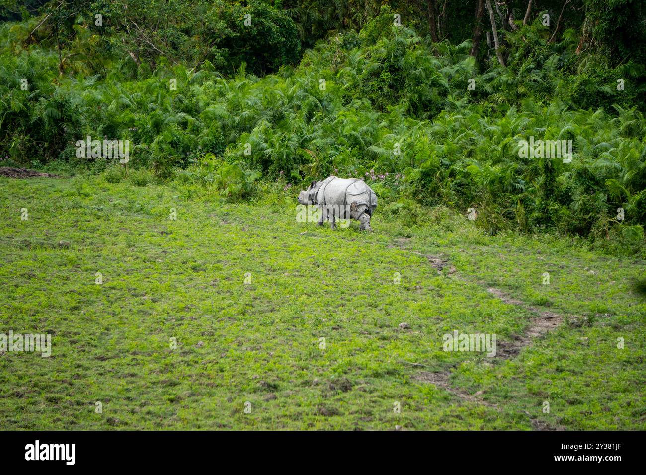 Un rhinocéros à cornes dans le parc national Kaziranga de l'Assam 1 Banque D'Images