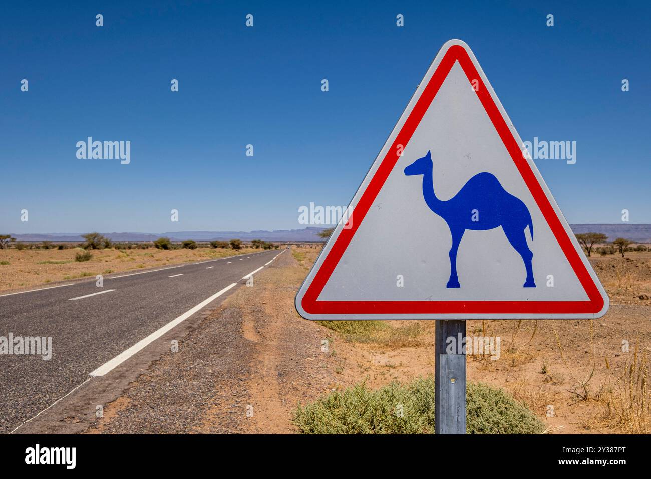 Avertissement de chameaux en liberté, route de M'Hamid, région de Zagora, Maroc, Afrique Banque D'Images