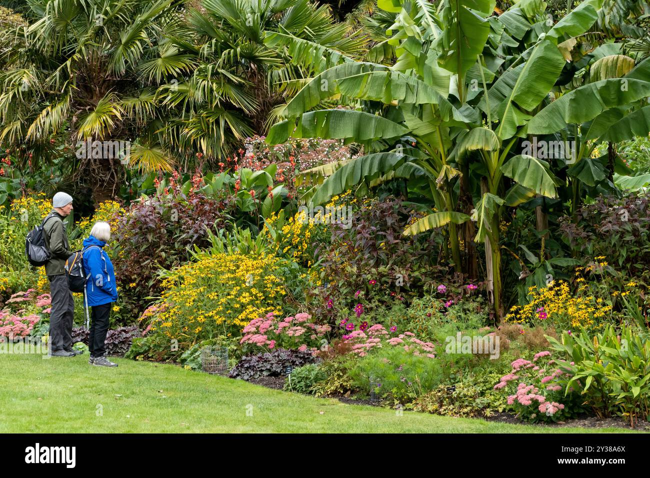 Visiteurs de jardin regardant un pensionnaire de fleurs subtropicales dans un jardin de Cornouailles Banque D'Images