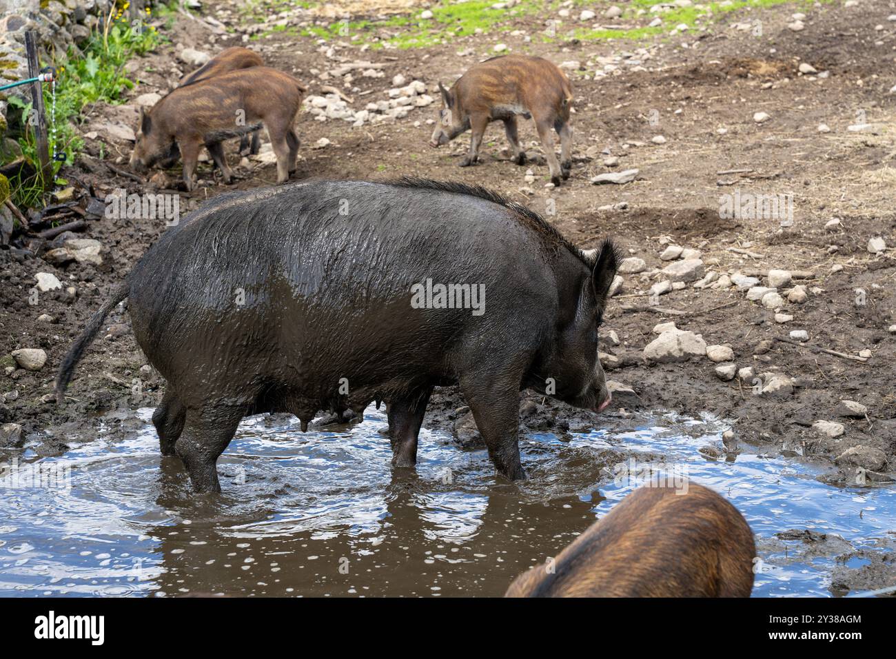 Sanglier femelle (sus scrofa) debout dans une flaque d'eau avec des porcelets en enclos Banque D'Images