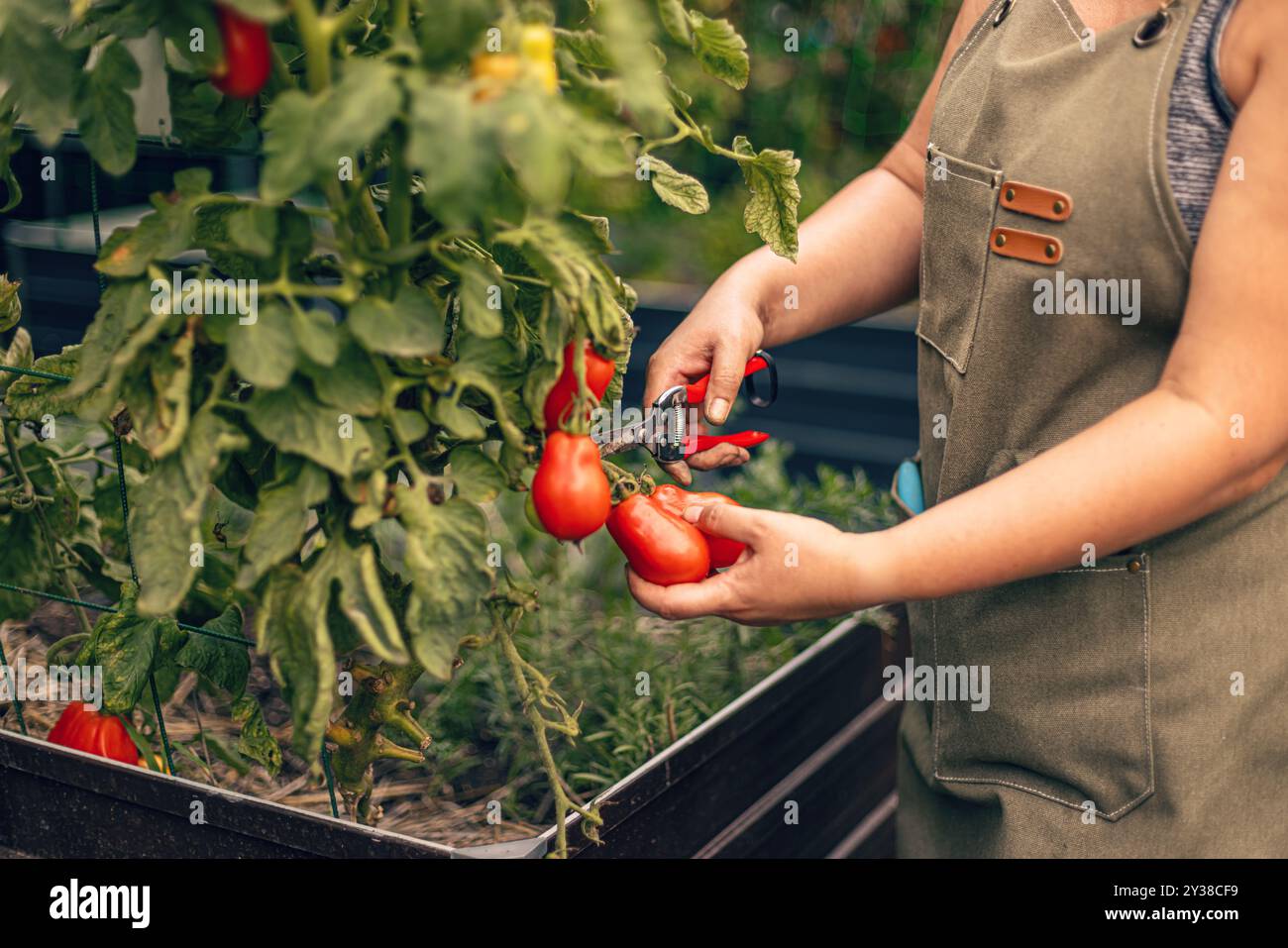 Jardinière récolte des tomates rouges fraîches de la vigne en utilisant des ciseaux dans son jardin Banque D'Images