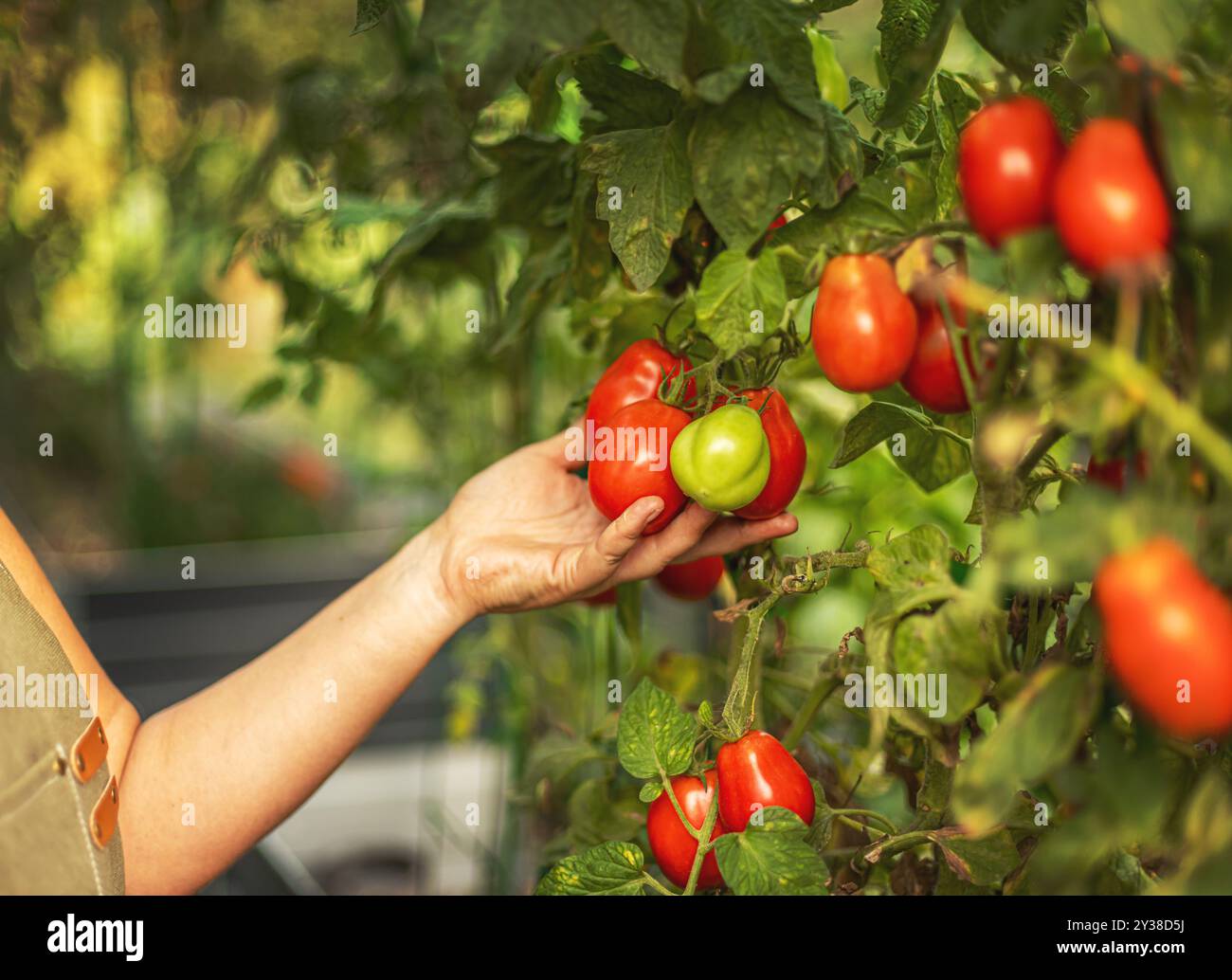 L'agriculteur récolte des tomates d'une vigne saine dans une serre Banque D'Images