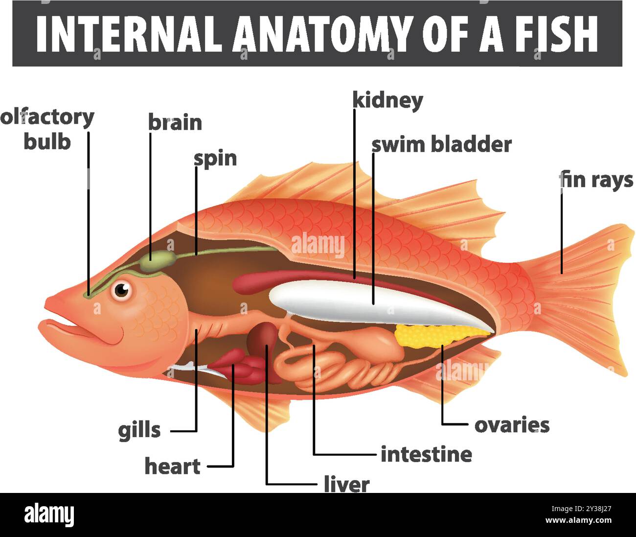 Schéma détaillé des organes internes des poissons Illustration de Vecteur