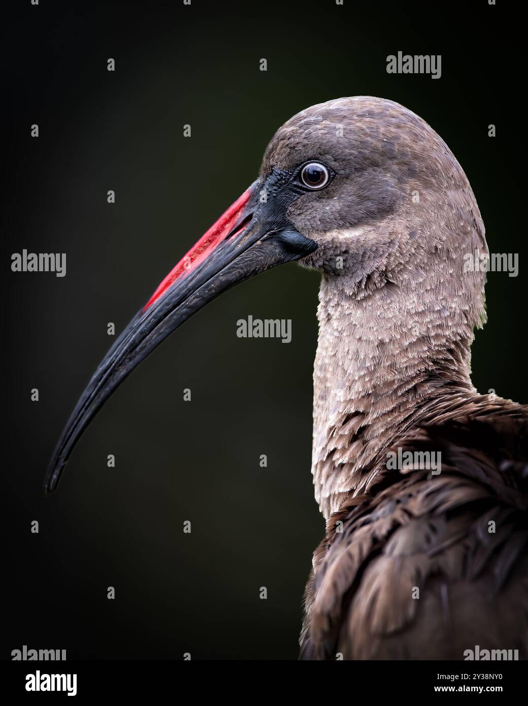 Gros plan d'un oiseau Hadada Ibis avec un long bec courbé et des marques rouges sur fond sombre. Banque D'Images