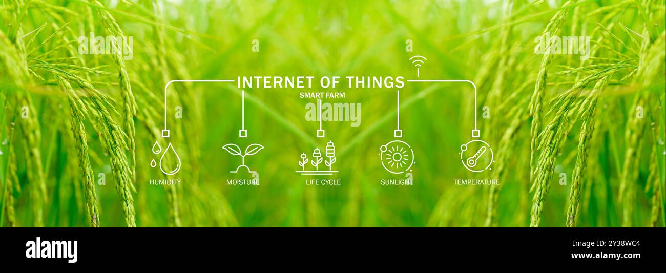 Champ de riz vert amélioré par l'Internet des objets, où des capteurs avancés mesurent la lumière du soleil, la température, l'humidité et l'humidité pour soutenir la précision Banque D'Images
