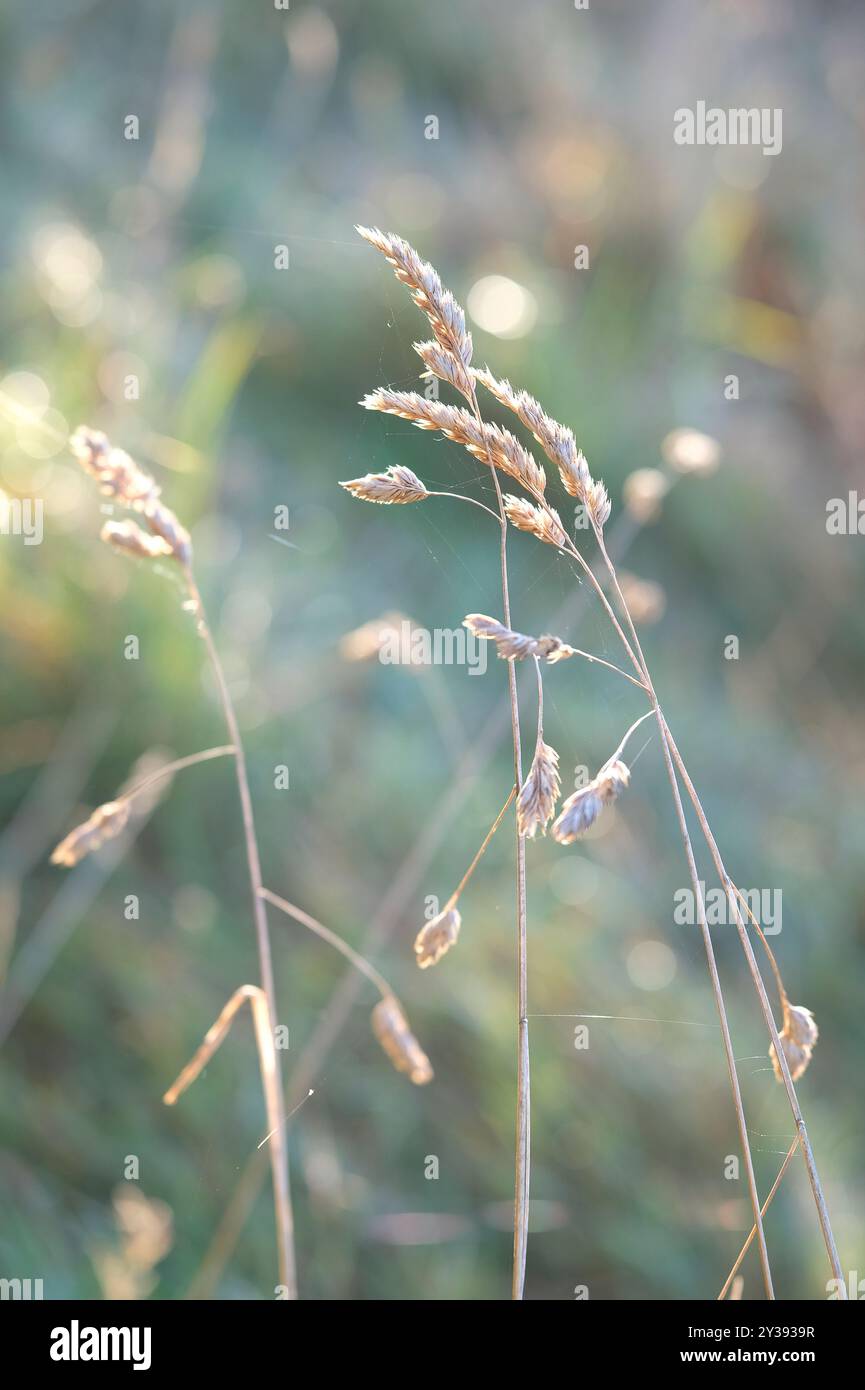 herbe séchée au soleil dans la prairie de fin d'été, norfolk, angleterre Banque D'Images