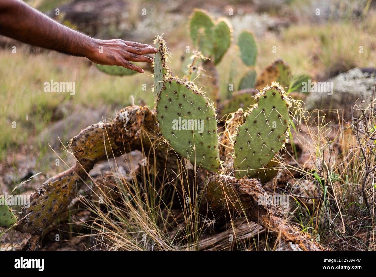 Une personne touche un cactus de barbarie dans un paysage désertique Banque D'Images