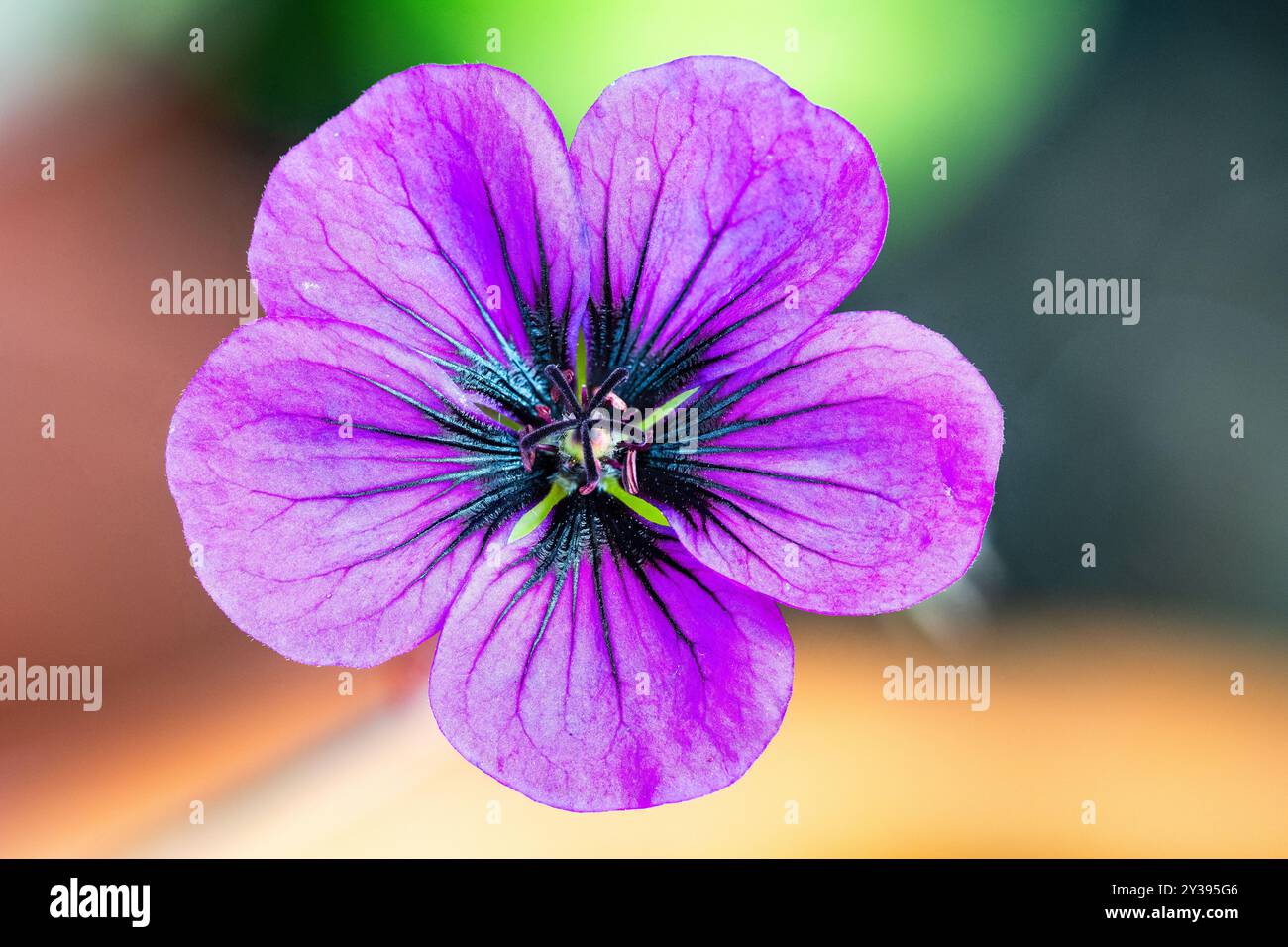 Le cranesbill arménien est une espèce de Geranium de plante à fleurs, vue ici poussant dans un jardin dans le Devon, Royaume-Uni. Banque D'Images