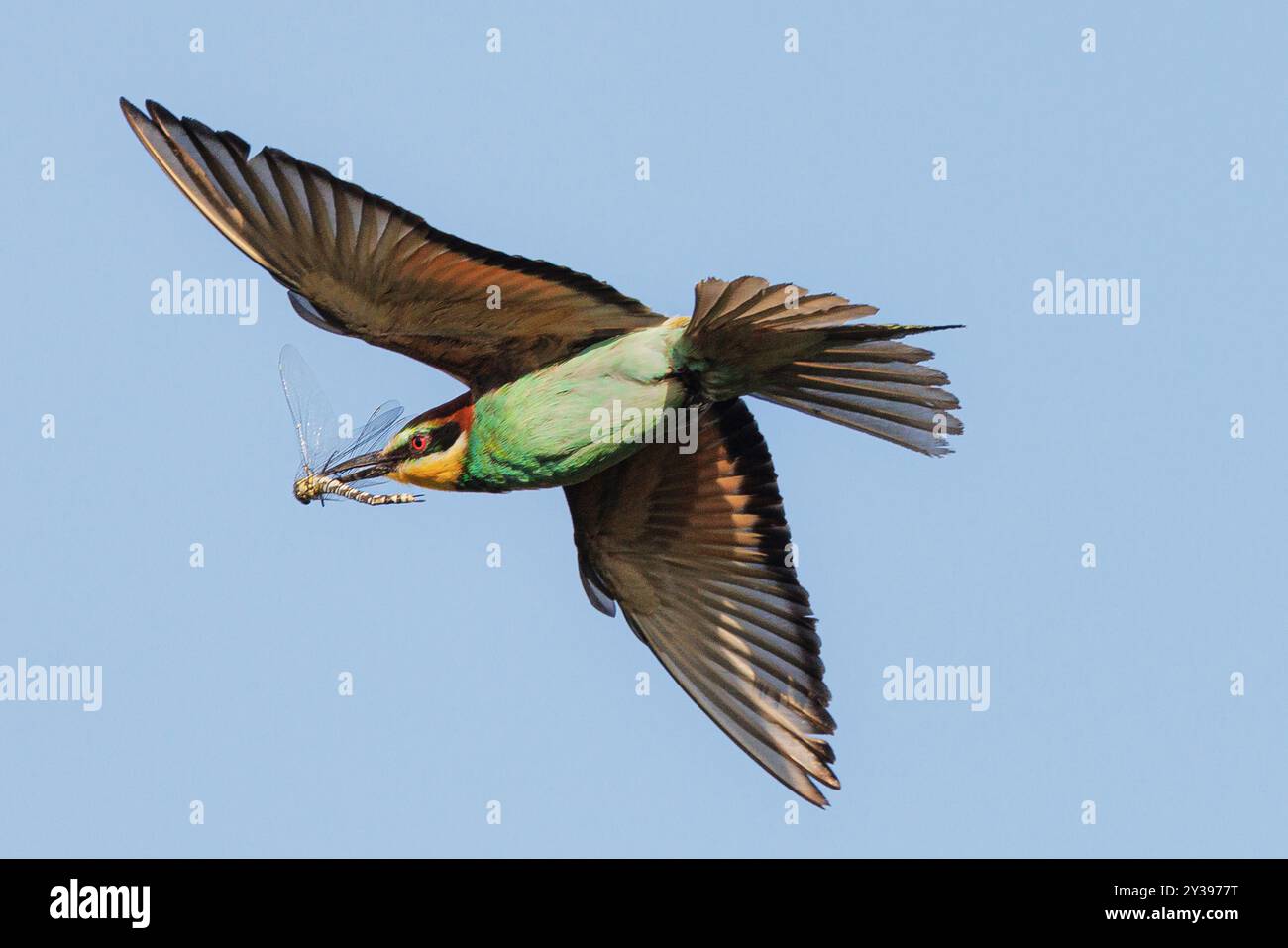 Mangeur d'abeilles européen (Merops apiaster), en vol avec la mosaïque capturée, Allemagne, Bavière Banque D'Images