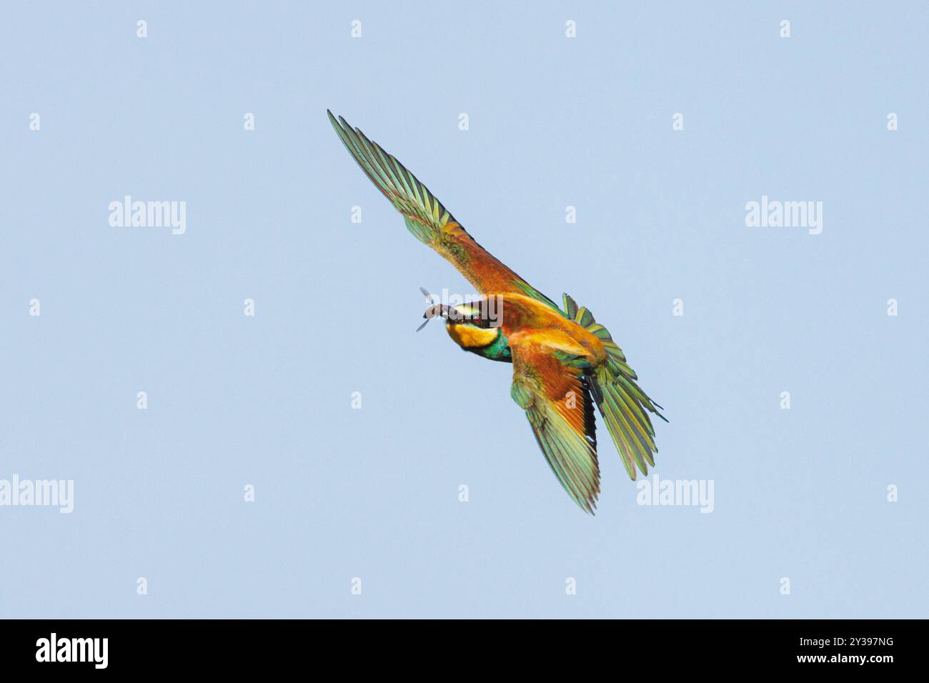 Mangeur d'abeilles européen (Merops apiaster), en vol avec des mouches de cerf capturées, Allemagne, Bavière Banque D'Images