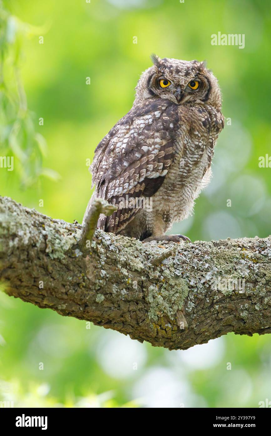 Aigle tacheté (Bubo africanus), assis sur une branche, Afrique du Sud, Mpumalanga , Wakkerstrom Banque D'Images