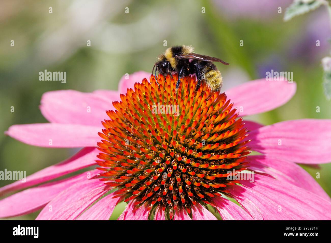 Bourdon de coucou (Bombus campestris, Psithyrus campestris), sur la fleur de cône pourpre, Allemagne, Bavière, Isental Banque D'Images