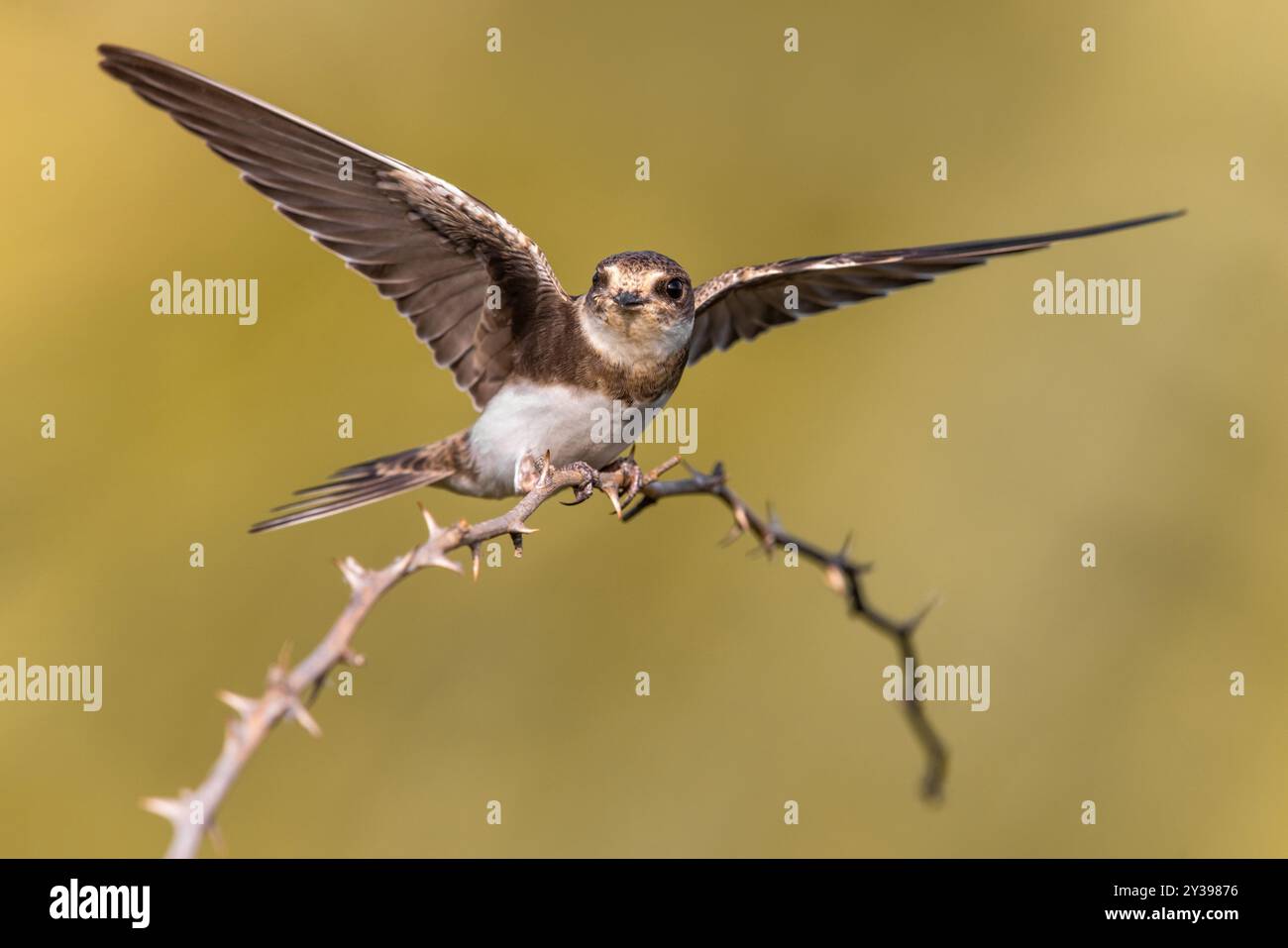 Sable martin (Riparia riparia), s'assoit sur une branche épineuse et étend ses ailes, Italie, Toscane Banque D'Images