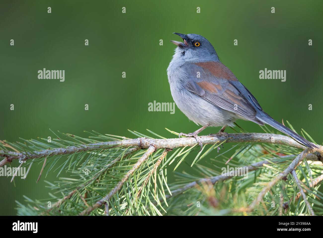 Junco mexicain, Junco aux yeux jaunes (Junco phaeonotus), homme assis sur une branche, chantant, USA Banque D'Images