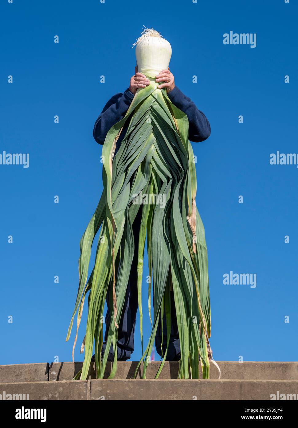 Stephen Purvis avec son poireau de 8,960 kg qui a remporté la 1ère place dans la catégorie poireau le plus lourd au concours de légumes géants au Harrogate Autumn Flower Show à Newby Hall and Gardens près de Ripon. Date de la photo : vendredi 13 septembre 2024. Banque D'Images