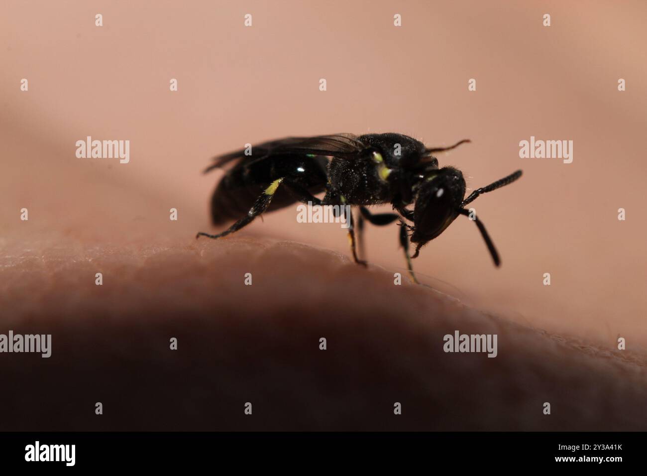 Insecte d'abeille masquée commune (Hylaeus communis) Banque D'Images