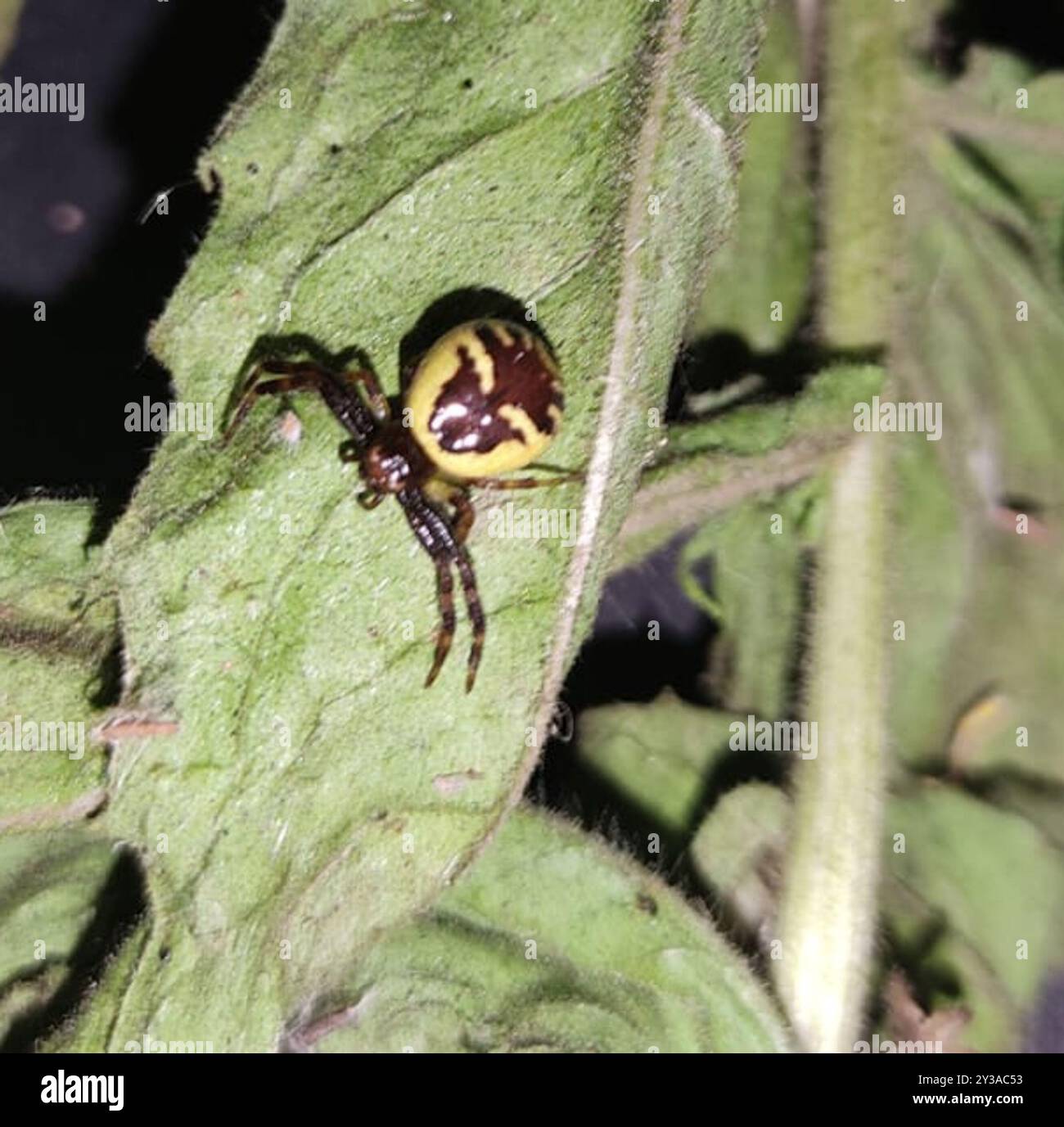 Araignée Napoléon (Synema globosum) Arachnida Banque D'Images