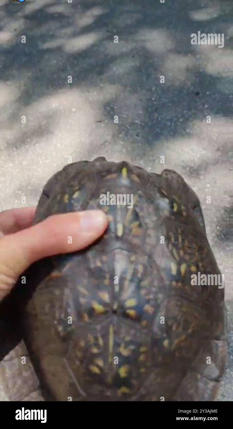 Tortue bordée de la côte du golfe (Terrapene carolina Major) Reptilia Banque D'Images