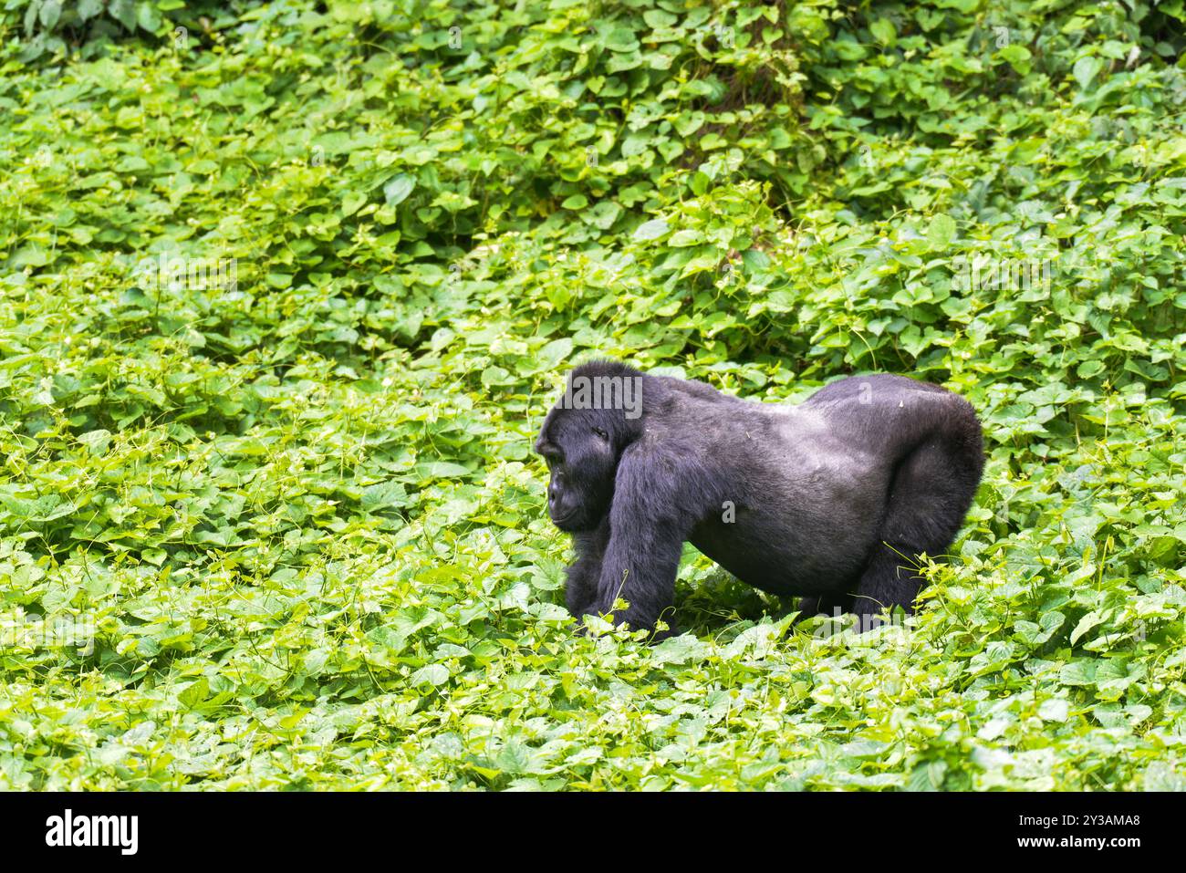 Un gorille dans le parc national impénétrable de Bwndi Ouganda. Bwindi est un site classé au patrimoine mondial de l'UNESCO. Photo de Matthias Mugisha Banque D'Images