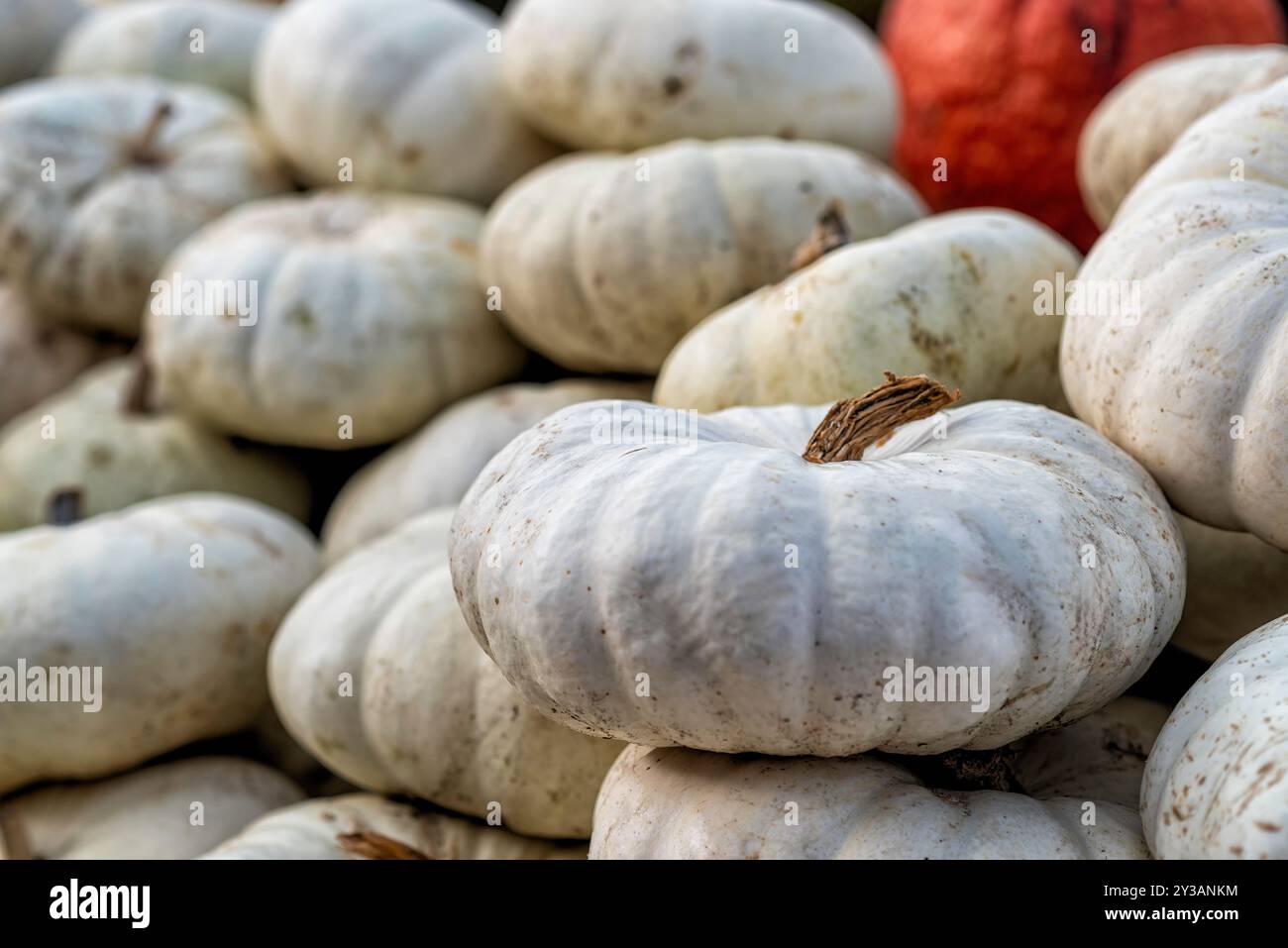 Diverses citrouilles en automne à Spreewald en Allemagne Banque D'Images