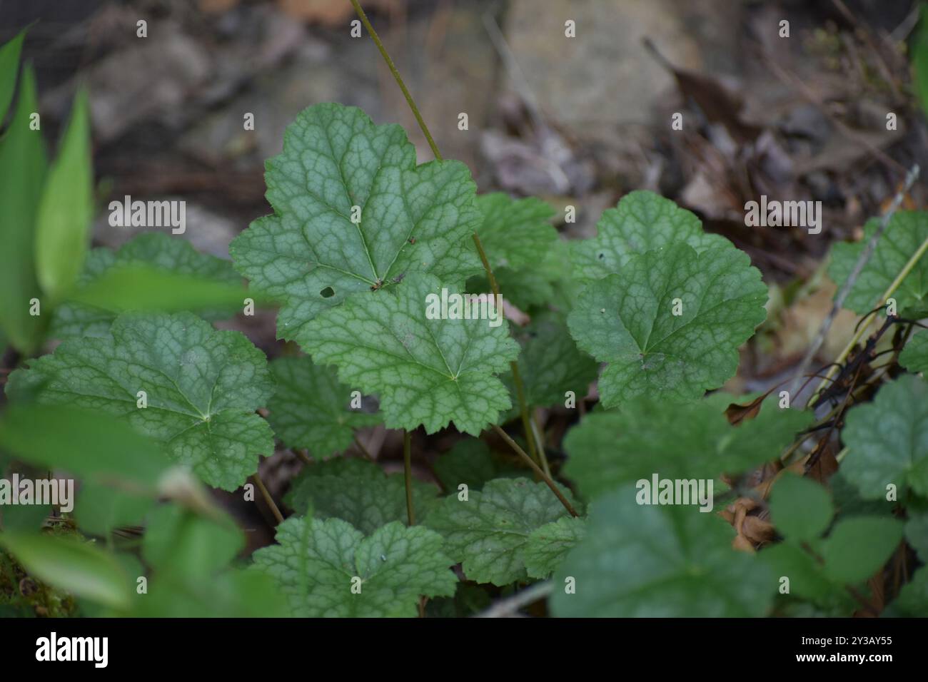 Alumroots (Heuchera) Plantae Banque D'Images