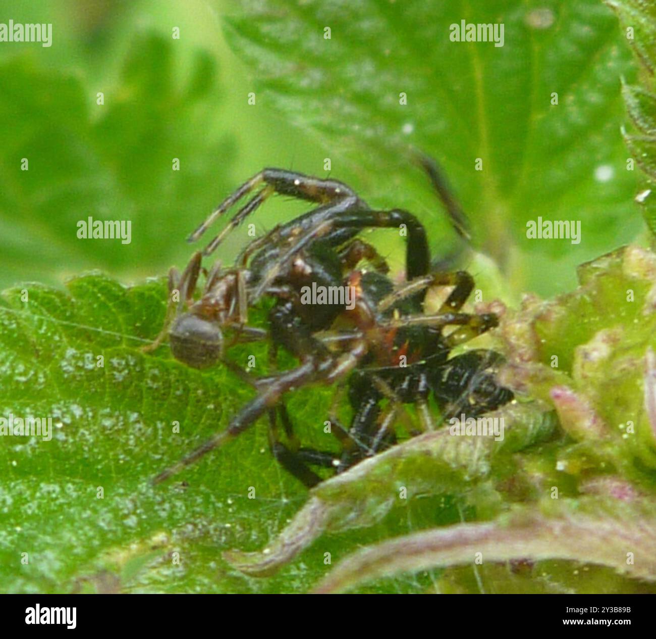 Araignée Napoléon (Synema globosum) Arachnida Banque D'Images