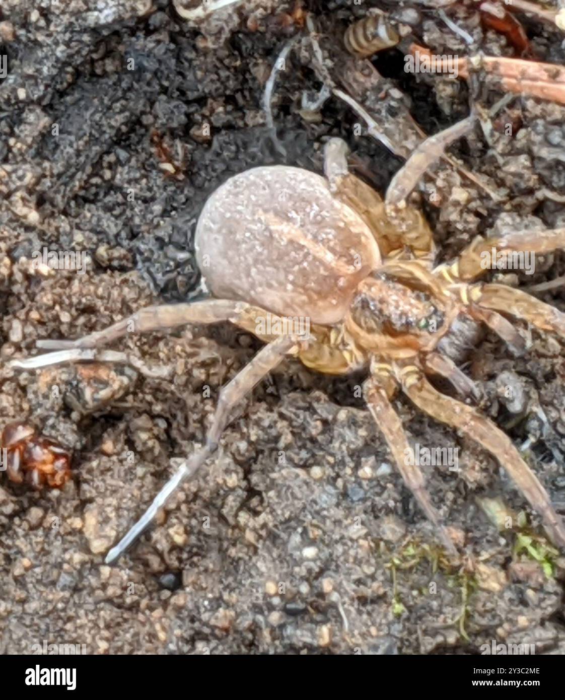 Araignée loup rustique (Trochosa ruricola) Arachnida Banque D'Images