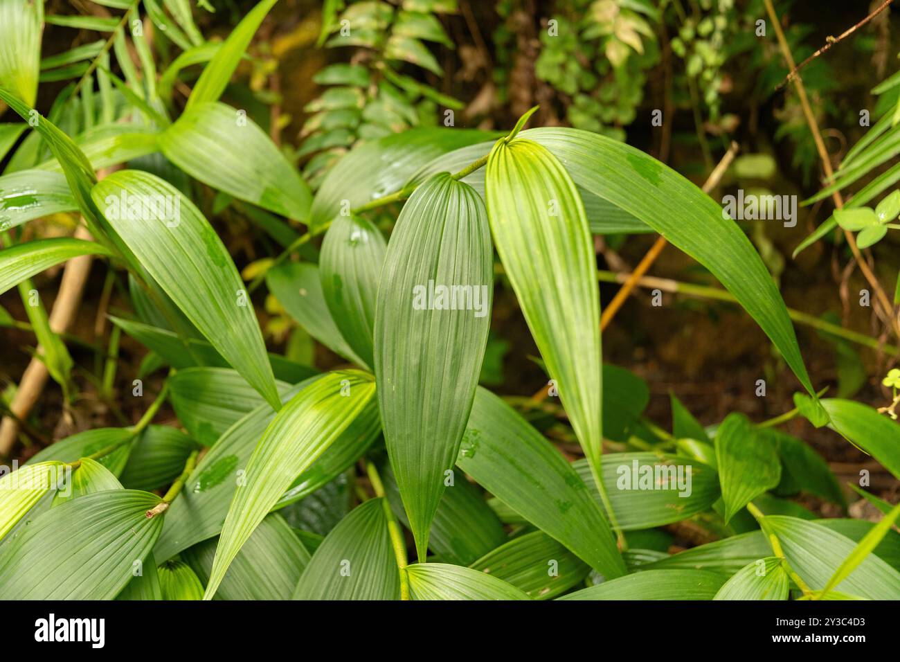 Zurich, Suisse, 9 mars 2024 plante Sobralia Decora au jardin botanique Banque D'Images