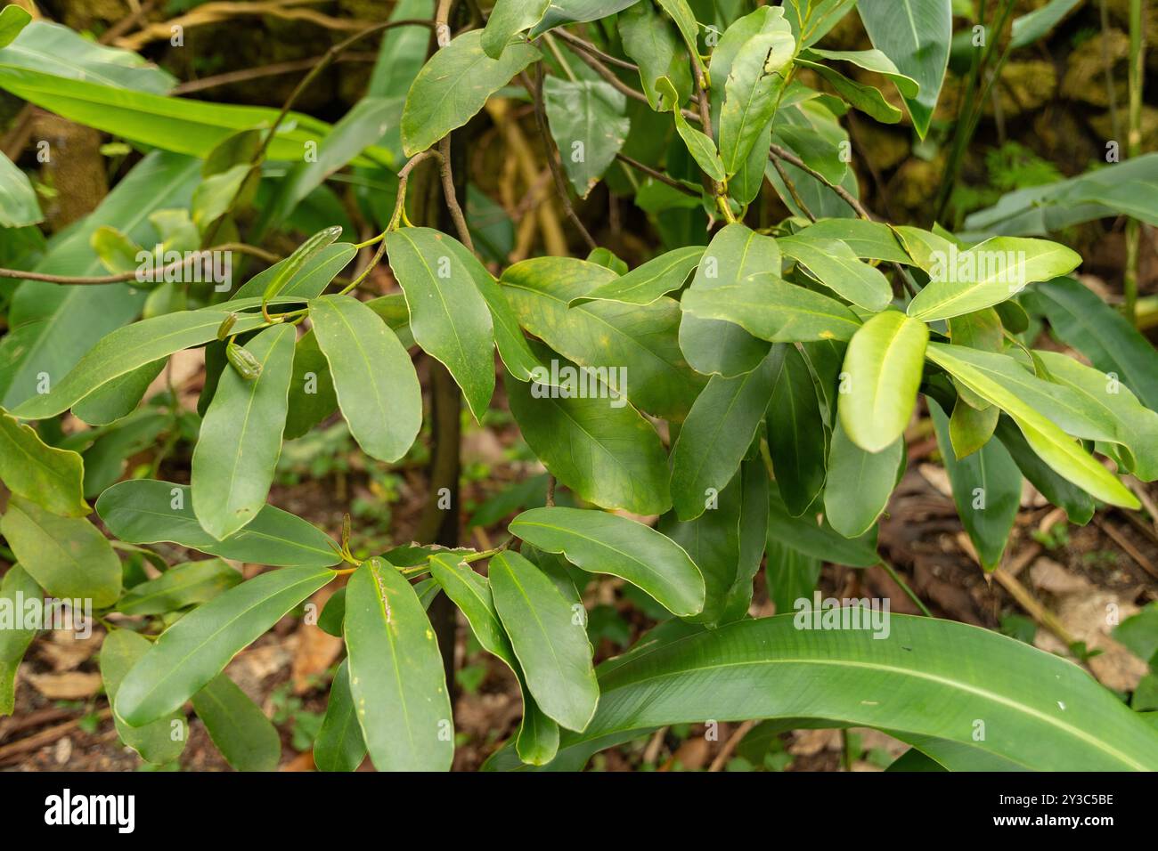 Zurich, Suisse, 9 mars 2024 plante Brexia madagascariensis au jardin botanique Banque D'Images