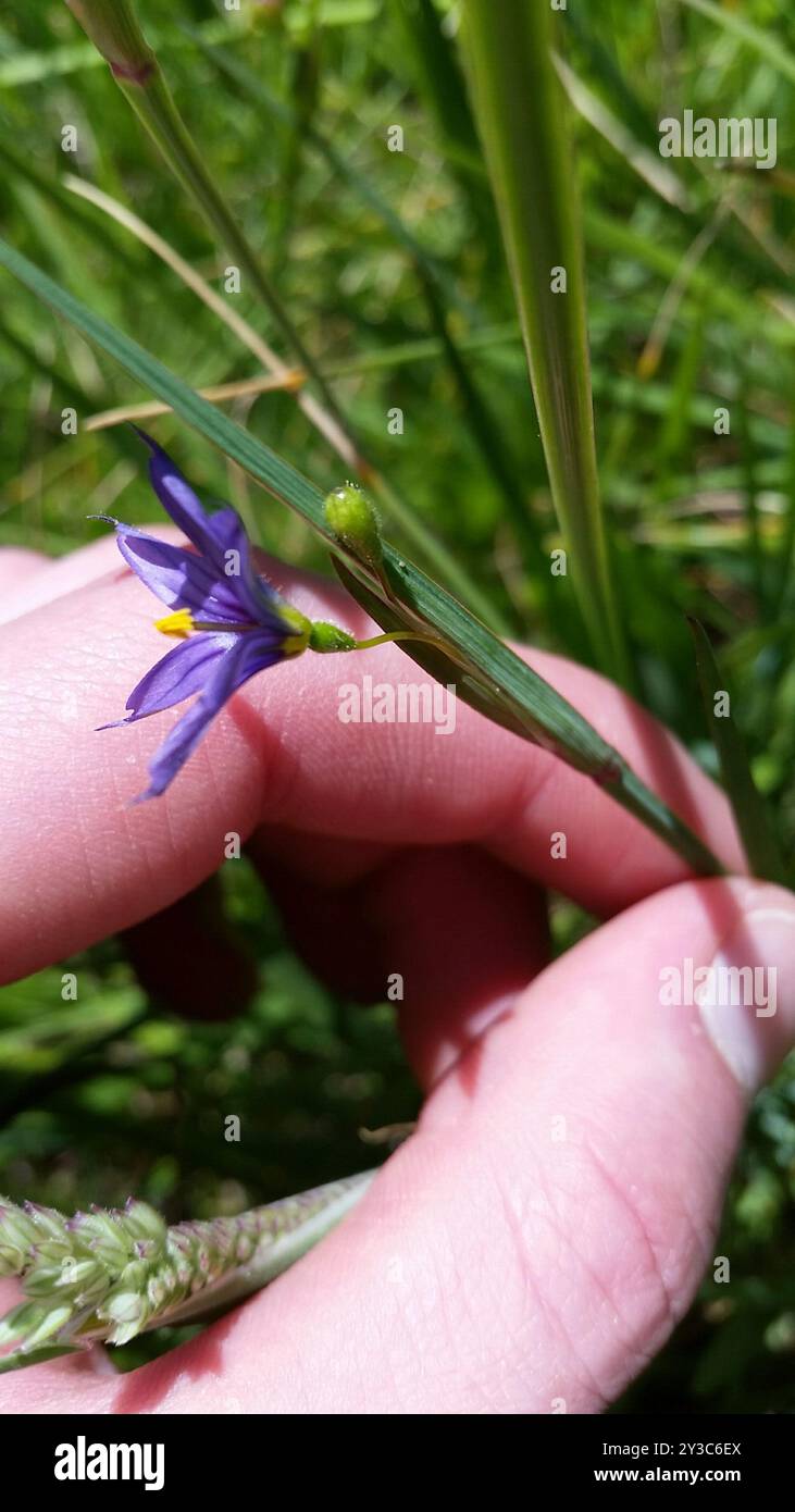 Idaho herbe aux yeux bleus (Sisyrinchium idahoense) Plantae Banque D'Images