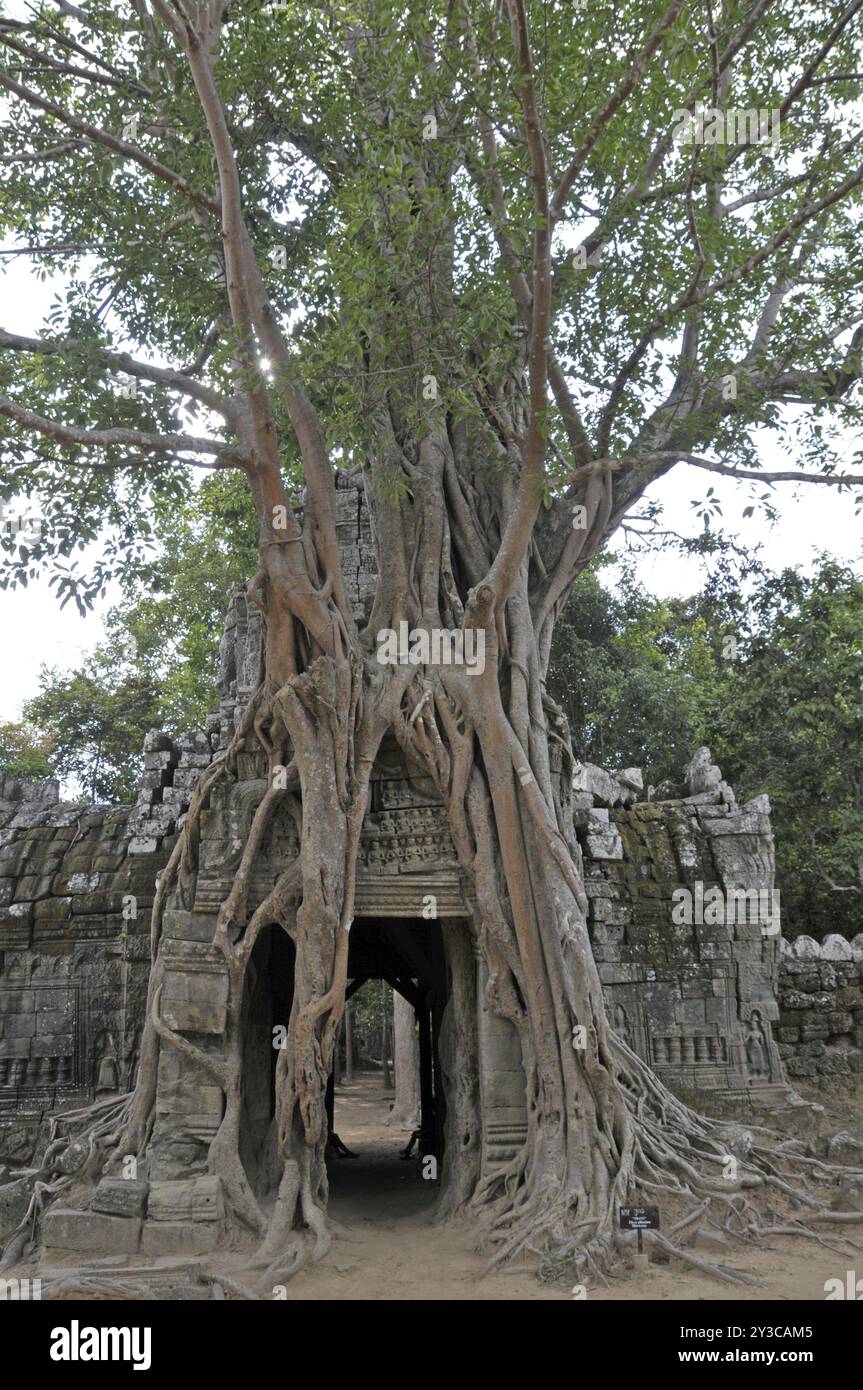 Strangler Fig, Ficus altissima, Ta Som, Angkor, Cambodge, Asie Banque D'Images Strangler Fig, Ficus altissima, Ta Som, Angkor, Cambodge, Asie Banque D'Images