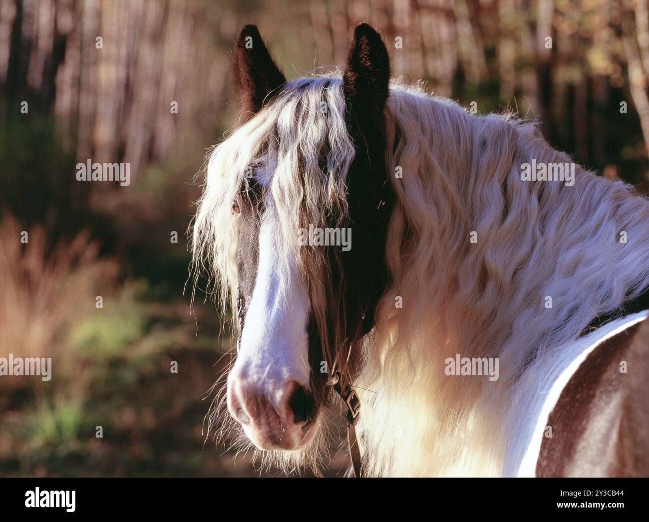 Tinker, Gelding, 5 ans Banque D'Images