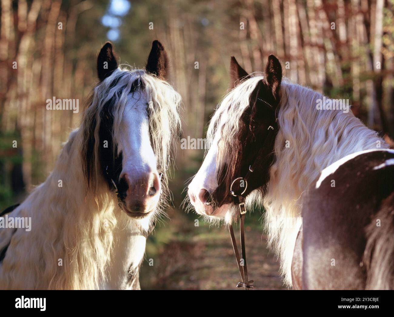 Tinker, Gelding, 5 ans Banque D'Images