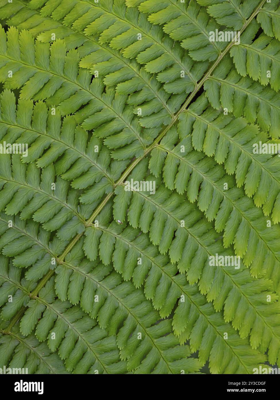 Maennlicher Farn (Dryopteris filix-mas), Nahaufnahme eines einzelnen Wedels, im Fruehjahr, Hesse, Deutschland Banque D'Images