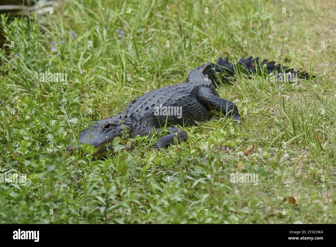 Alligator américain (Alligator mississippiensis), dans le pré, printemps, vallée des requins, parc national des Everglades, Floride, États-Unis, Amérique du Nord Banque D'Images Alligator américain (Alligator mississippiensis), dans le pré, printemps, vallée des requins, parc national des Everglades, Floride, États-Unis, Amérique du Nord Banque D'Images