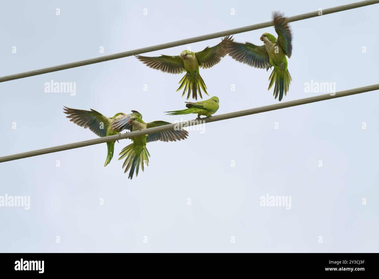 Perruche moine (Myiopsitta monachus), plusieurs oiseaux assis et volant sur des lignes électriques devant un ciel bleu, Pembroke Pines, Floride, USA, North Ameri Banque D'Images