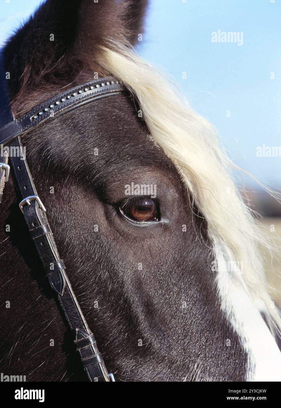 Tinker, Gelding, 5 ans Banque D'Images