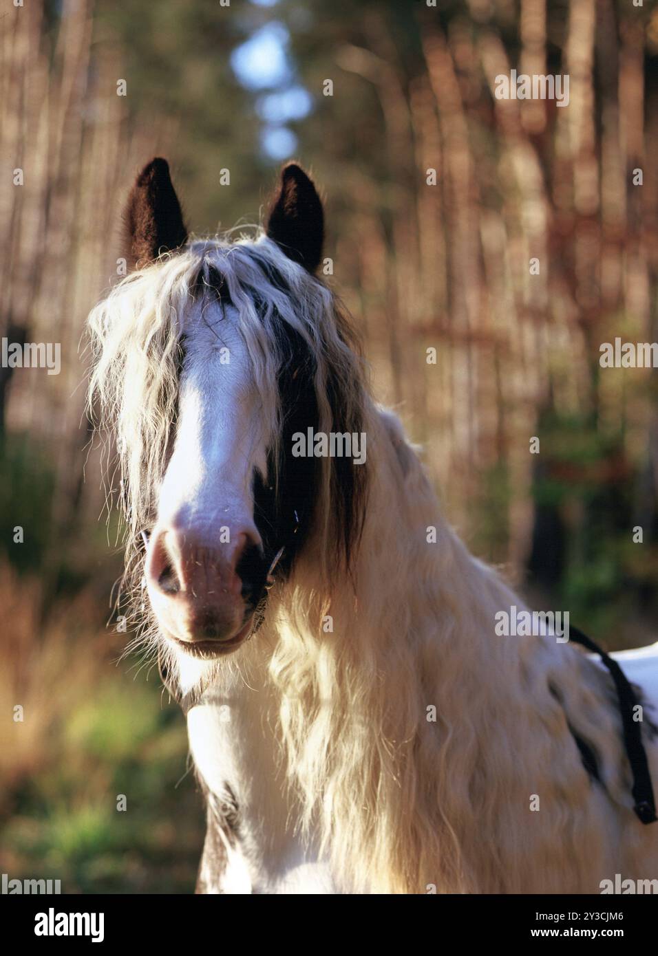 Tinker, Gelding, 5 ans Banque D'Images
