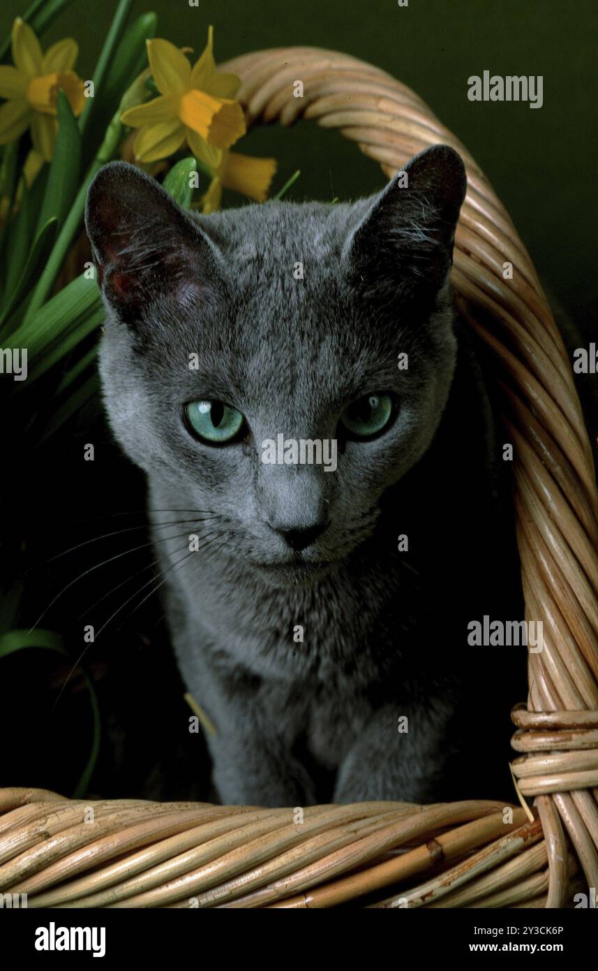 Chat bleu russe Banque D'Images