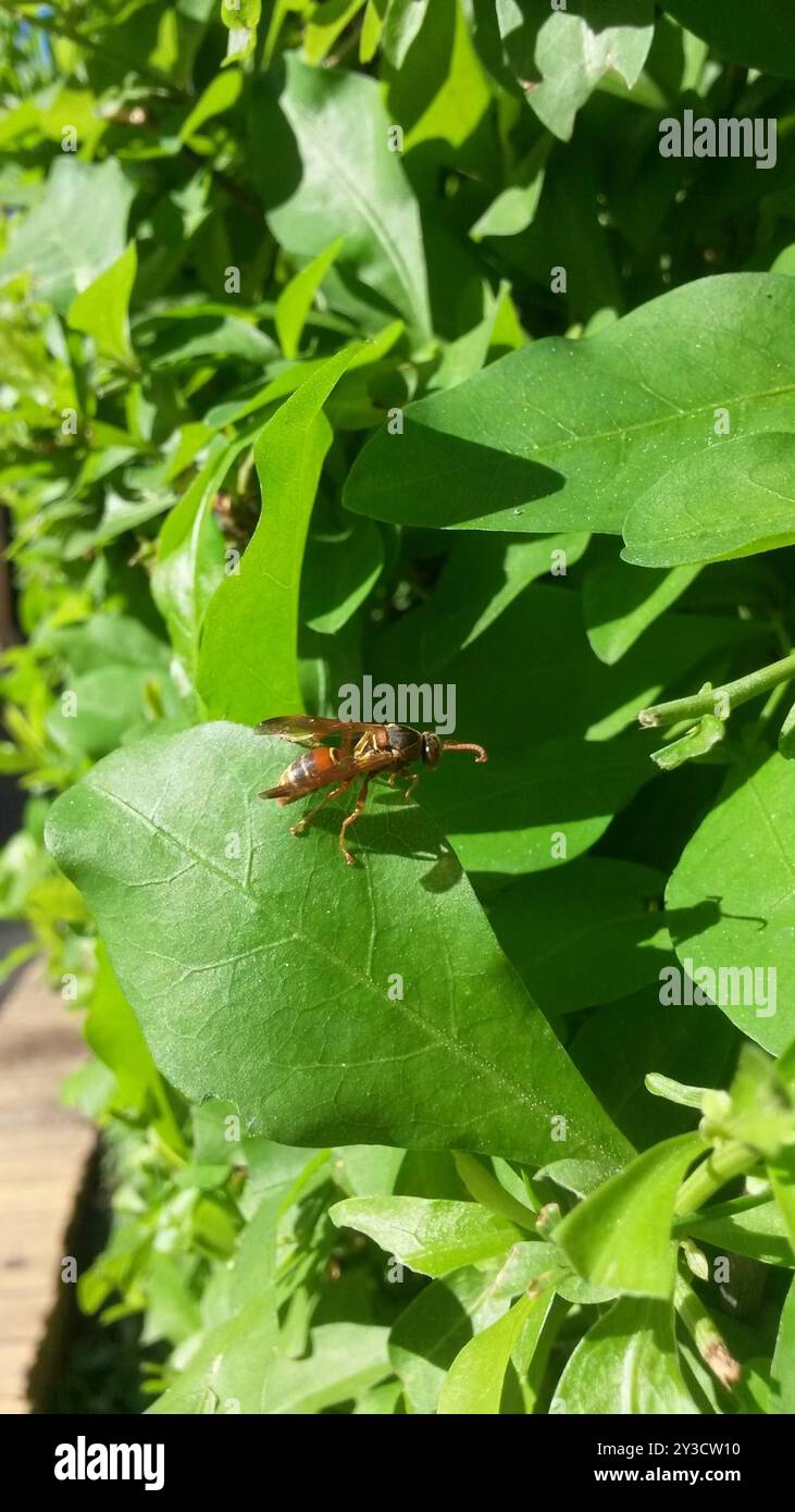 Australian Paper Wasp (Polistes humilis) Insecta Banque D'Images