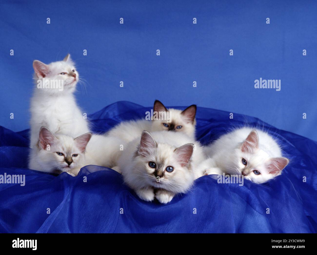 Chat Birman, chaton, phoque, Seal-tabby, 12 semaines Banque D'Images