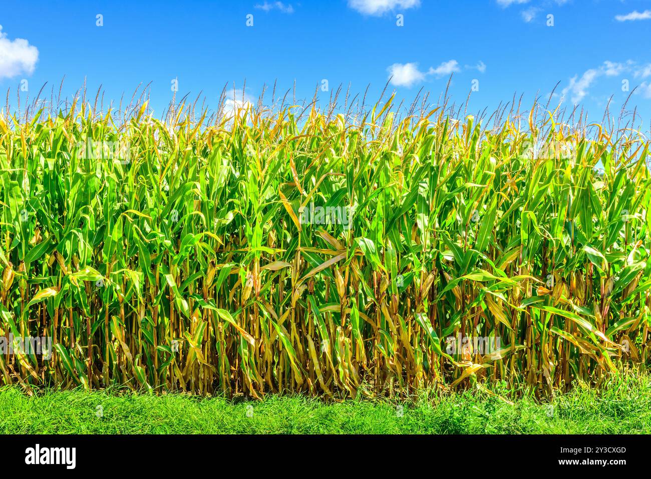 Maïs de maturation / maïs doux (Zea mays) dans le centre de la France - Martizay, Indre (36), France. Banque D'Images